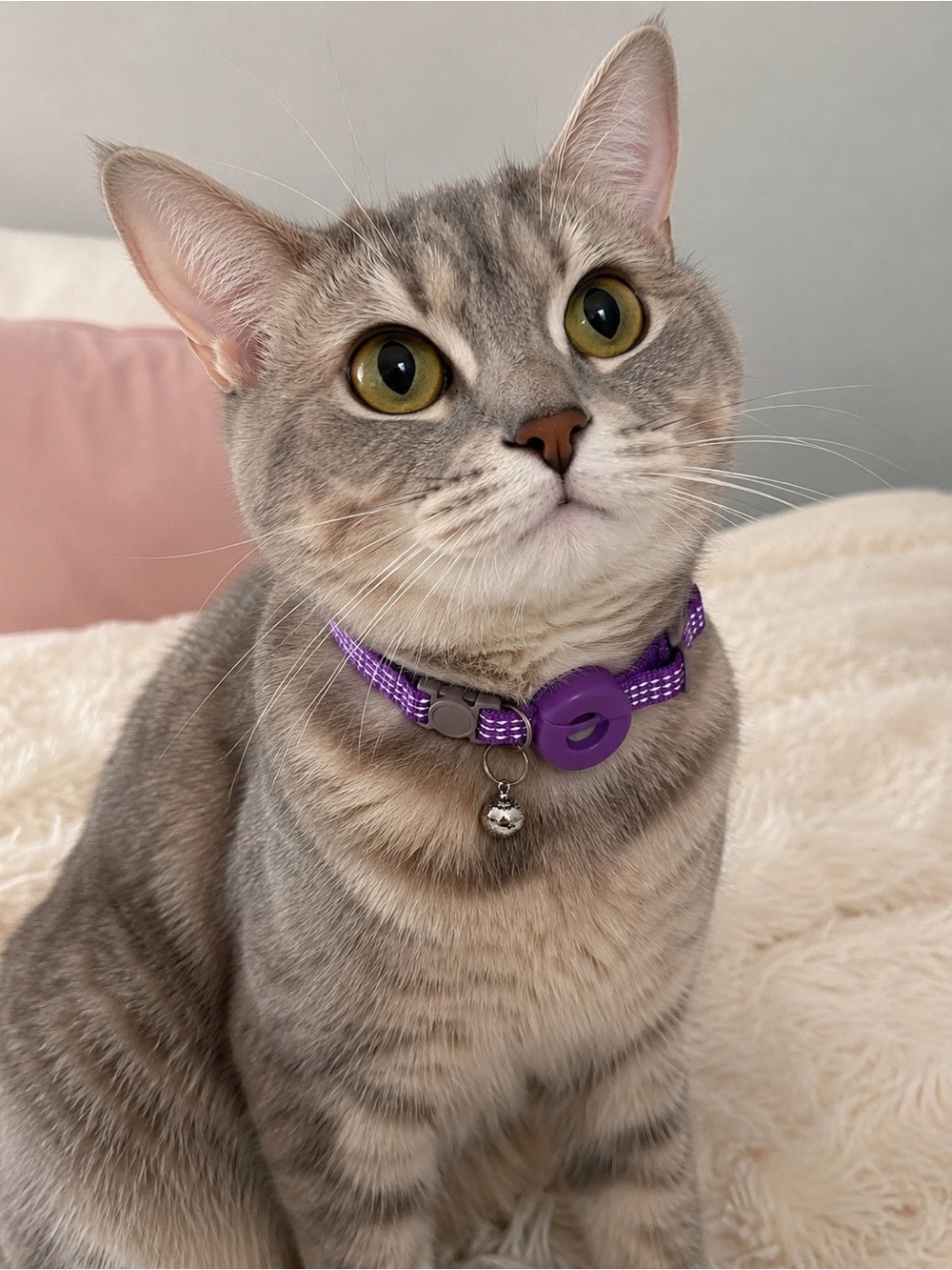 Purple Pet Collar with Accessory